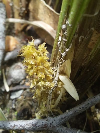 Lomandra densiflora, photographed by insiderelic