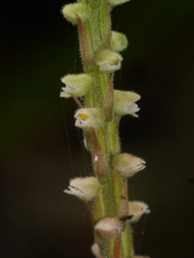 Hetaeria oblongifolia, photographed by mattward