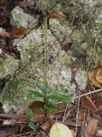 Hetaeria oblongifolia, photographed by mattward