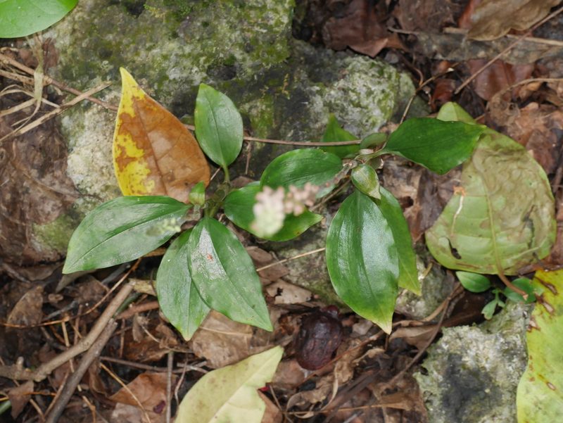 Hetaeria oblongifolia, photographed by mattward