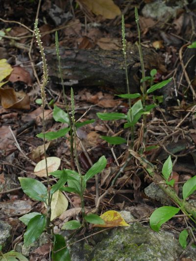 Hetaeria oblongifolia, photographed by mattward