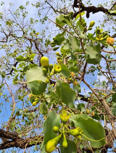 Planchonia careya, photographed by Ben Lewis