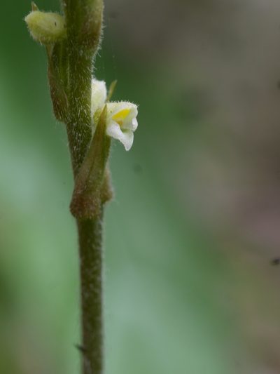 Hetaeria oblongifolia, photographed by mattward