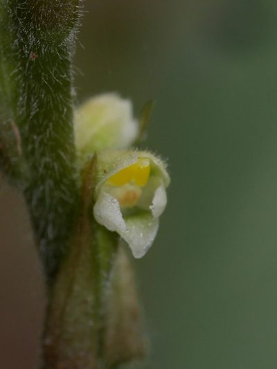 Hetaeria oblongifolia, photographed by mattward