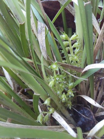 Lomandra densiflora, photographed by insiderelic