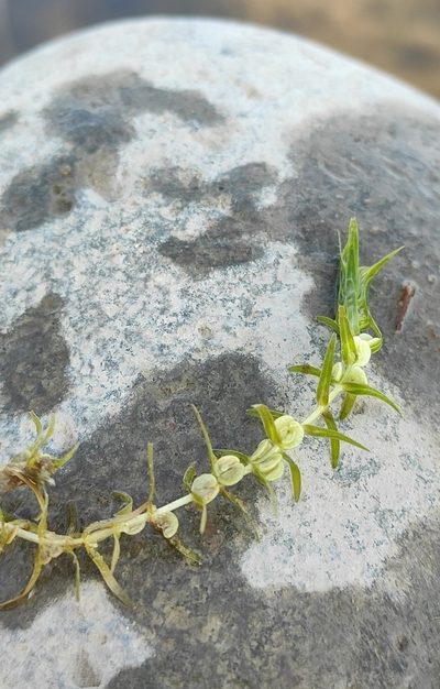 Callitriche hermaphroditica, photographed by Юлия