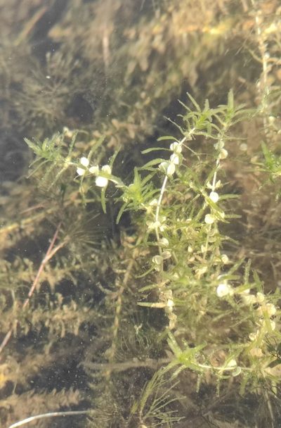Callitriche hermaphroditica, photographed by Юлия