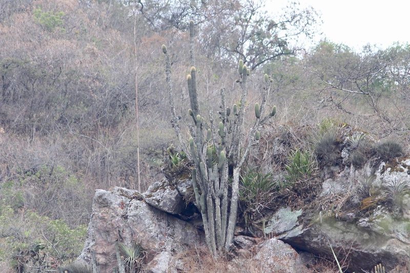 Browningia microsperma, photographed by Oscar Johnson