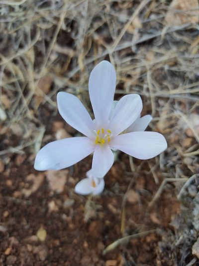 Colchicum hierosolymitanum, photographed by Aryeh