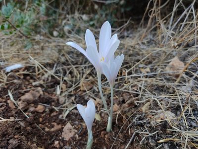 Colchicum hierosolymitanum, photographed by Aryeh