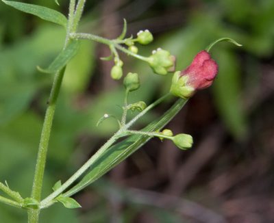 Scrophularia parviflora, photographed by Don Loarie