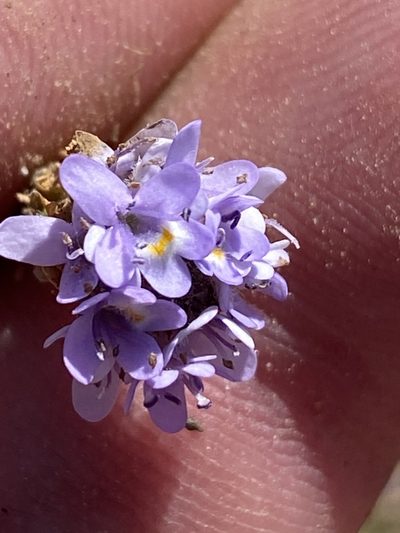 Pseudoselago bella, photographed by Dave U