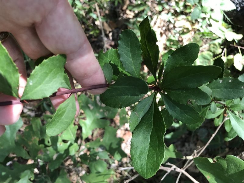 Berberis canadensis, photographed by Alan Weakley