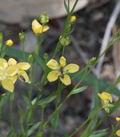 Linum neomexicanum, photographed by Don Loarie