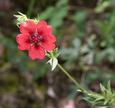 Potentilla thurberi, photographed by Don Loarie