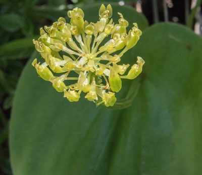 Malaxis brachystachys, photographed by Don Loarie