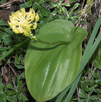 Malaxis brachystachys, photographed by Don Loarie