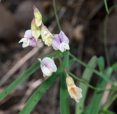 Lathyrus graminifolius, photographed by Don Loarie