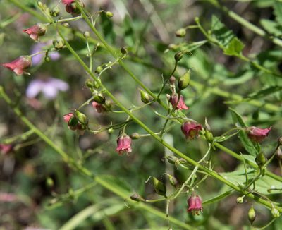 Scrophularia parviflora, photographed by Don Loarie