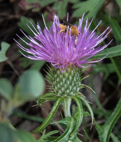 Cirsium wheeleri, photographed by Don Loarie