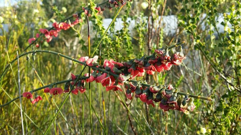 Sphaerolobium grandiflorum, photographed by Helium Luo