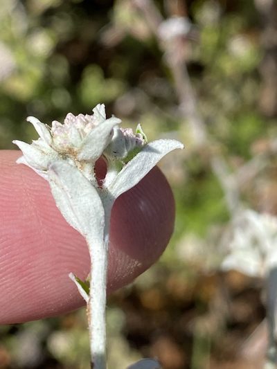 Plecostachys polifolia, photographed by Dave U