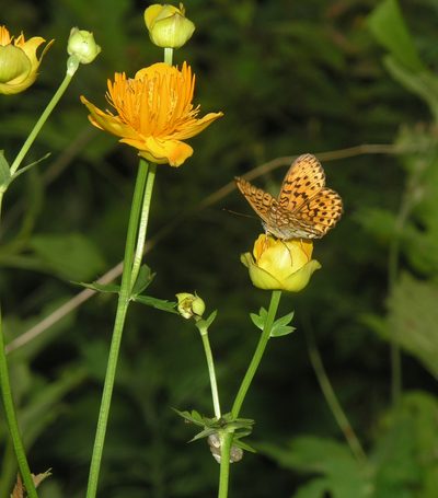 Trollius chinensis, photographed by Oleg Kosterin