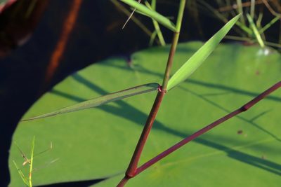 Sacciolepis striata, photographed by Lauren McLaurin