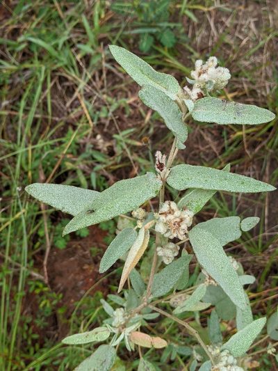 Croton heptalon, photographed by Alison Northup
