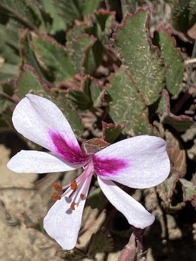 Pelargonium ovale, photographed by Dave U