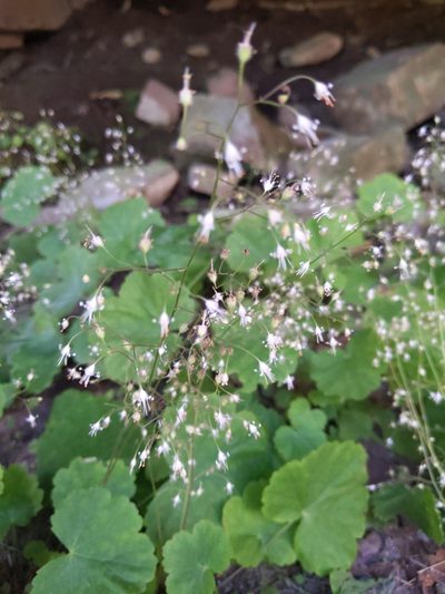 Heuchera parviflora, photographed by Courtney Alley