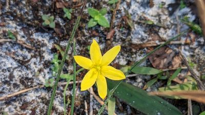 Hypoxis juncea, photographed by RD