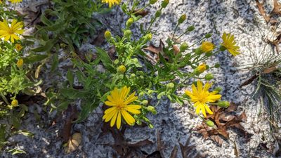 Chrysopsis scabrella, photographed by RD