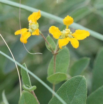 Aspicarpa hirtella, photographed by Scott Loarie