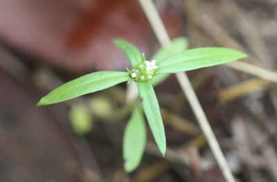 Mitracarpus breviflorus, photographed by Scott Loarie
