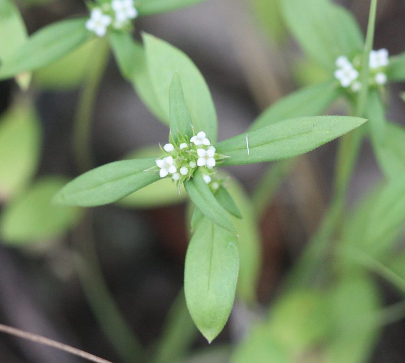 Mitracarpus breviflorus, photographed by Scott Loarie