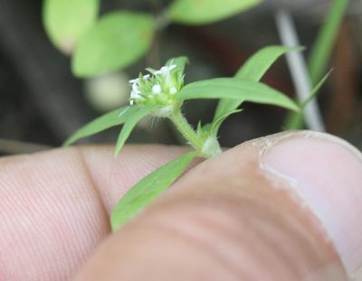 Mitracarpus breviflorus, photographed by Scott Loarie