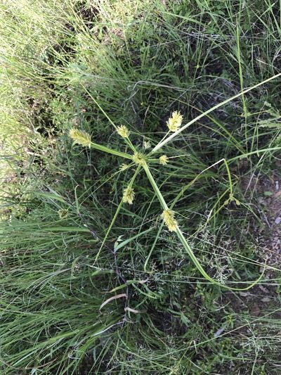 Cyperus dipsaceus, photographed by CK2AZ