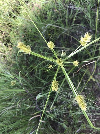 Cyperus dipsaceus, photographed by CK2AZ