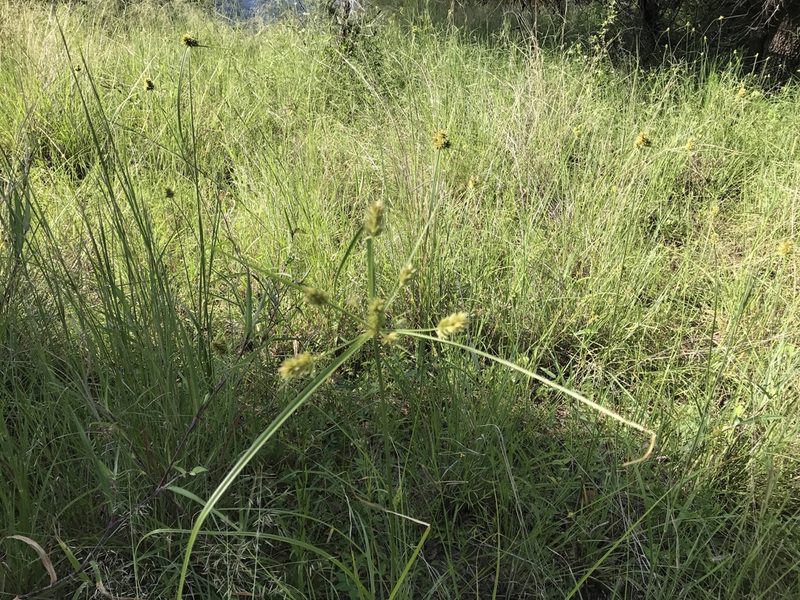 Cyperus dipsaceus, photographed by CK2AZ