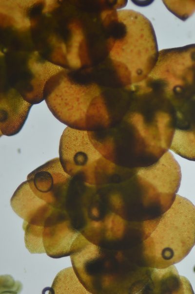 Frullania californica, photographed by Randal