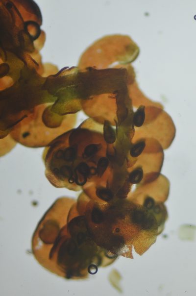 Frullania californica, photographed by Randal