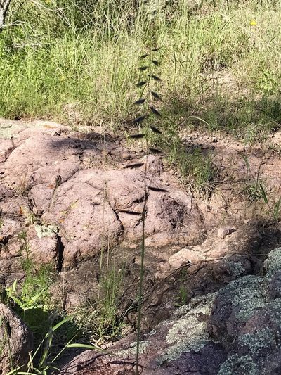 Bouteloua radicosa, photographed by CK2AZ