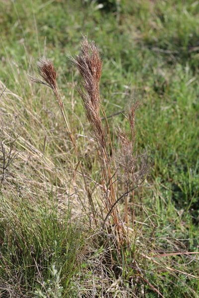 Schizachyrium condensatum, photographed by Romi Galeota Lencina