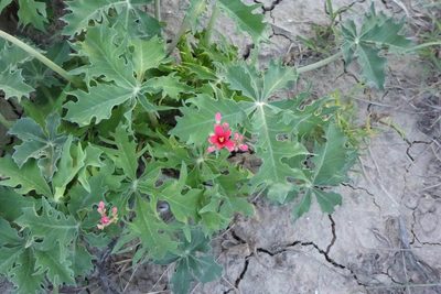 Jatropha cathartica, photographed by Mike Duran