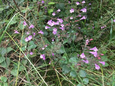 Clinopodium menthifolium, photographed by Jason Grant