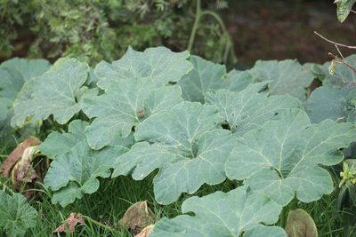 Cucurbita pepo, photographed by GERMAN LEONEL SARMIENTO CRUZ