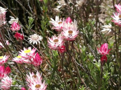 Achyranthemum affine, photographed by chrishorak