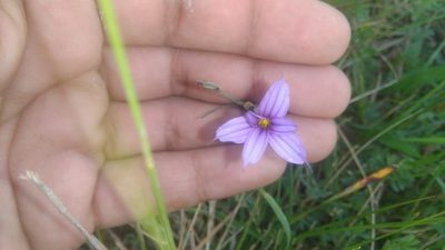 Sisyrinchium platense, photographed by Bahiano Ayala
