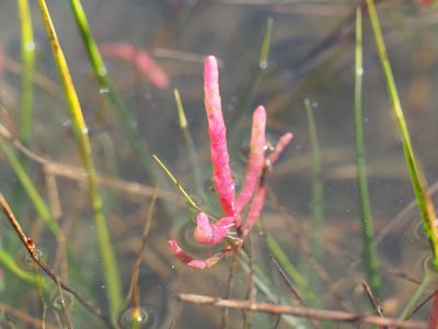 Salicornia depressa, photographed by Clay Gibbons